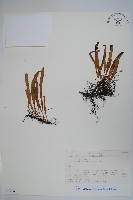 登錄號:P012782藏品圖，第1張