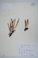 登錄號:P012783藏品圖，第1張