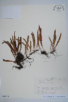 登錄號:P012784藏品圖，第1張