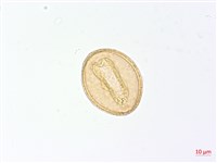 登錄號:P012786藏品圖，第1張