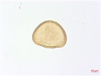 登錄號:P012786藏品圖，第3張