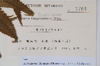 杭州鱗毛蕨藏品圖，第2張