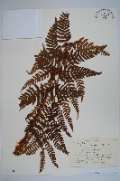 登錄號:P012793藏品圖，第1張