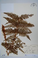 登錄號:P012794藏品圖，第1張