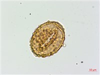 登錄號:P012798藏品圖，第3張