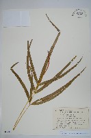 登錄號:P012800藏品圖，第1張