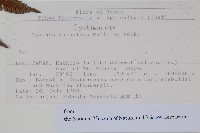 台灣桫欏藏品圖，第2張