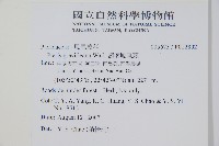 翅柄鳳尾蕨藏品圖，第2張