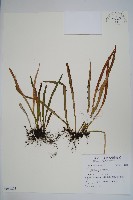 登錄號:P012804藏品圖，第1張