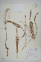 登錄號:P012805藏品圖，第1張