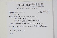 長柄千層塔藏品圖，第2張
