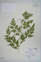 登錄號:P012807藏品圖，第1張