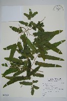 登錄號:P012808藏品圖，第1張