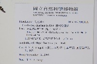 臺灣粉背蕨藏品圖，第2張