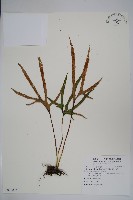 槭葉石葦藏品圖，第1張