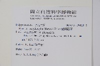 槭葉石葦藏品圖，第2張