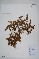 海金沙藏品圖，第1張