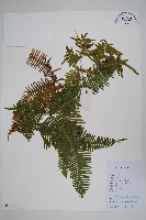 芒萁藏品圖，第1張