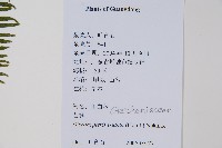 芒萁藏品圖，第2張