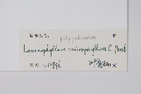 抱樹蕨、伏石蕨藏品圖，第2張