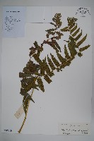 淡綠短腸蕨藏品圖，第1張