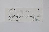 淡綠短腸蕨藏品圖，第2張