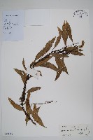 披針骨牌蕨藏品圖，第1張