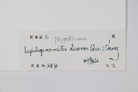 披針骨牌蕨藏品圖，第2張