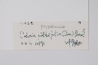 斷線蕨藏品圖，第2張