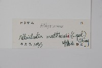 闊葉短腸蕨藏品圖，第2張