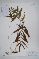 橢圓線蕨藏品圖，第1張