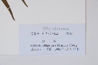 橢圓線蕨藏品圖，第2張