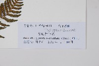 大金星蕨藏品圖，第2張