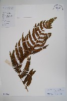 密毛毛蕨藏品圖，第1張