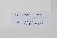 密毛毛蕨藏品圖，第2張