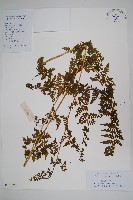 華南鱗蓋蕨藏品圖，第1張