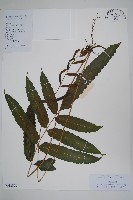 海南實蕨藏品圖，第1張