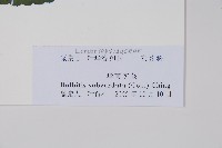 海南實蕨藏品圖，第2張