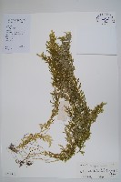 全緣卷柏藏品圖，第1張