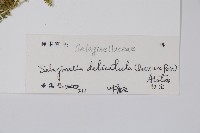 全緣卷柏藏品圖，第2張