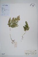 江南卷柏藏品圖，第1張