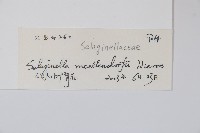 江南卷柏藏品圖，第2張