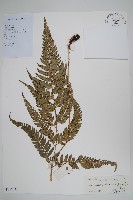 中華複葉耳蕨藏品圖，第1張