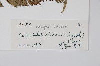 中華複葉耳蕨藏品圖，第2張