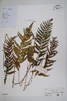 鐮形假毛蕨藏品圖，第1張