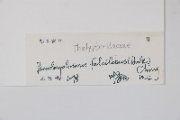 鐮形假毛蕨藏品圖，第2張