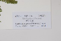 密毛毛蕨藏品圖，第2張