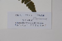 毛柄短腸蕨藏品圖，第1張