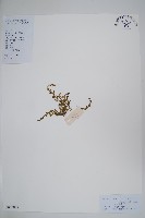 劍葉卷柏藏品圖，第1張