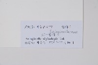 劍葉卷柏藏品圖，第2張